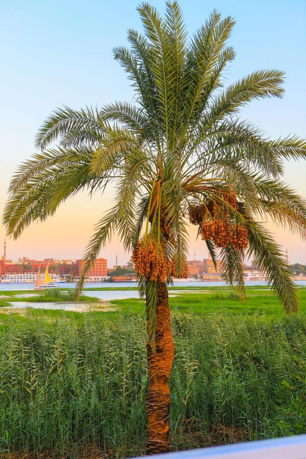 Royal Nile Villa - Pool View Apartment 1 Луксор Екстер'єр фото